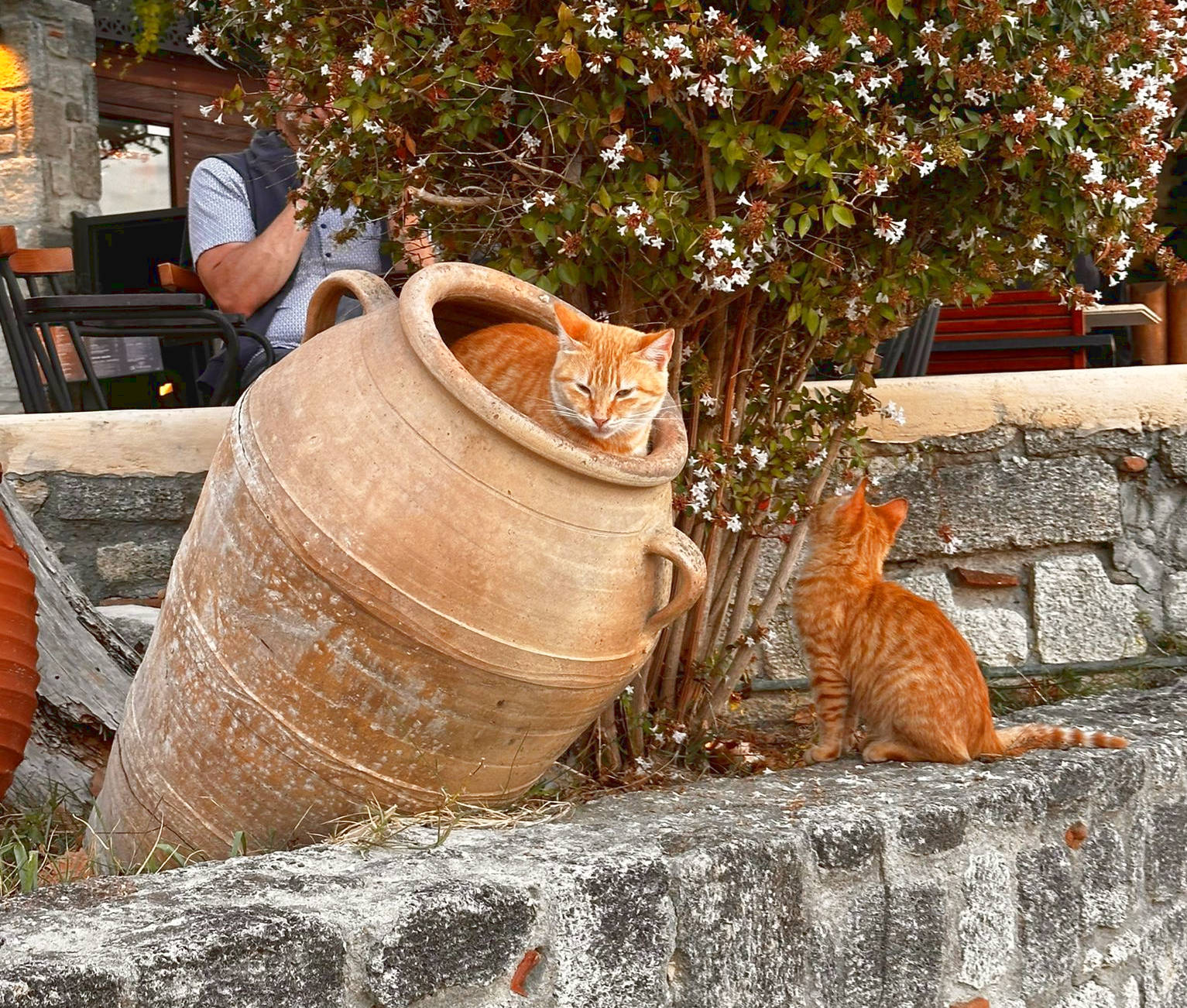katzen-chalkidiki-dorf