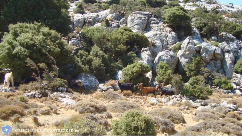 ziegenpfad wandern kreta